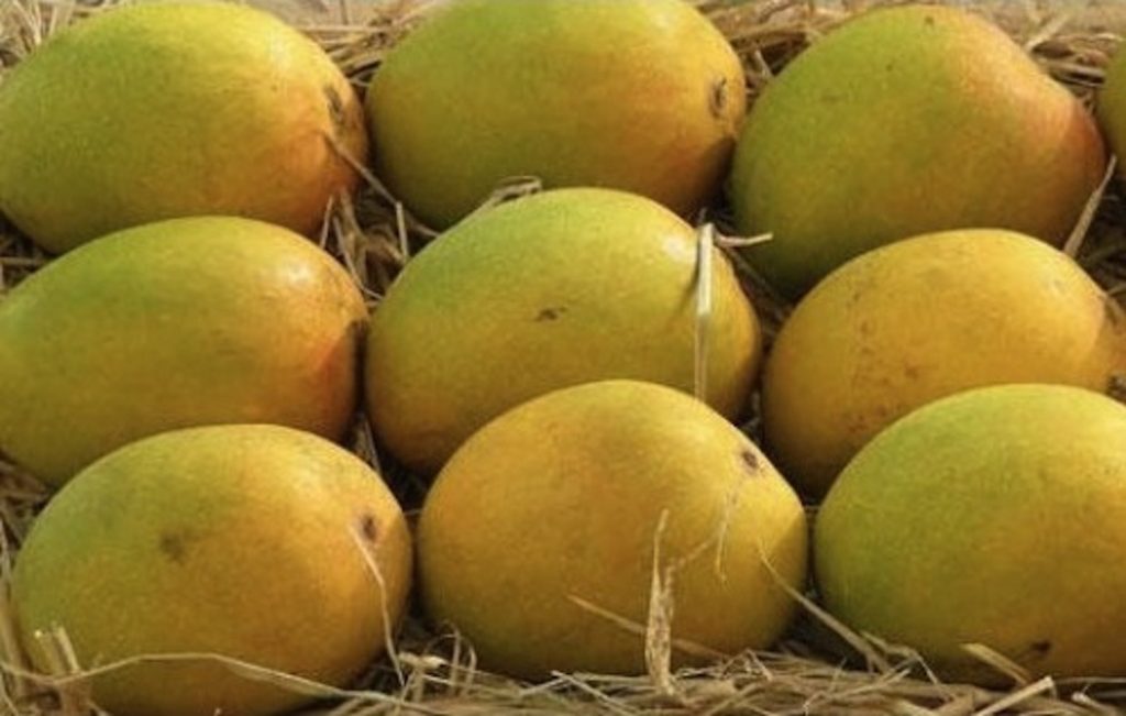 Alphonso Mangoes have the most amazing flavour