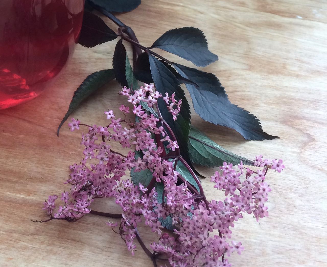 Purple leaved elder flower Severn Bites