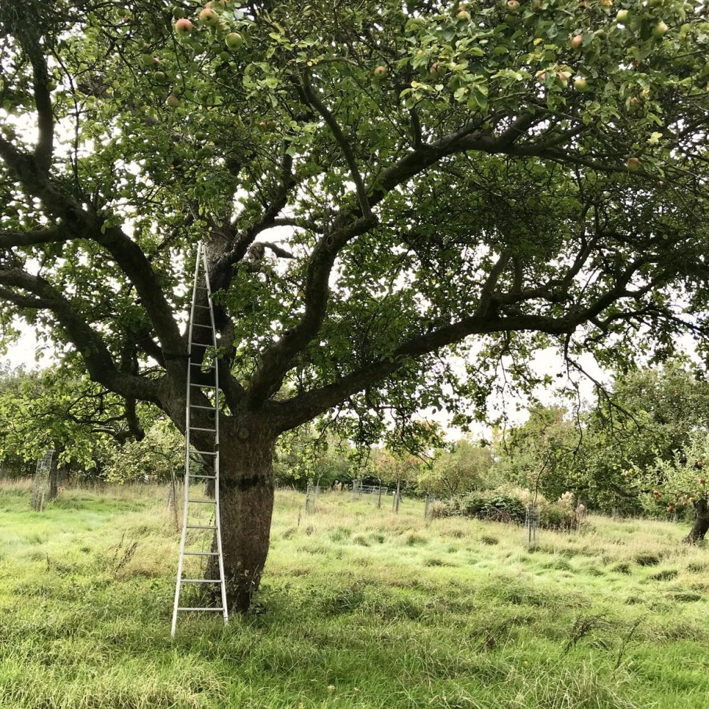 One of the amazing old trees in Aunt Lucy's orchard