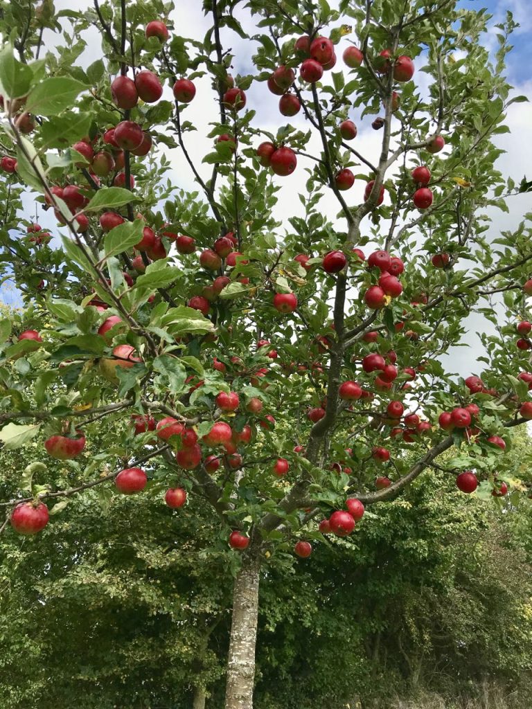 Bright red heritage apples