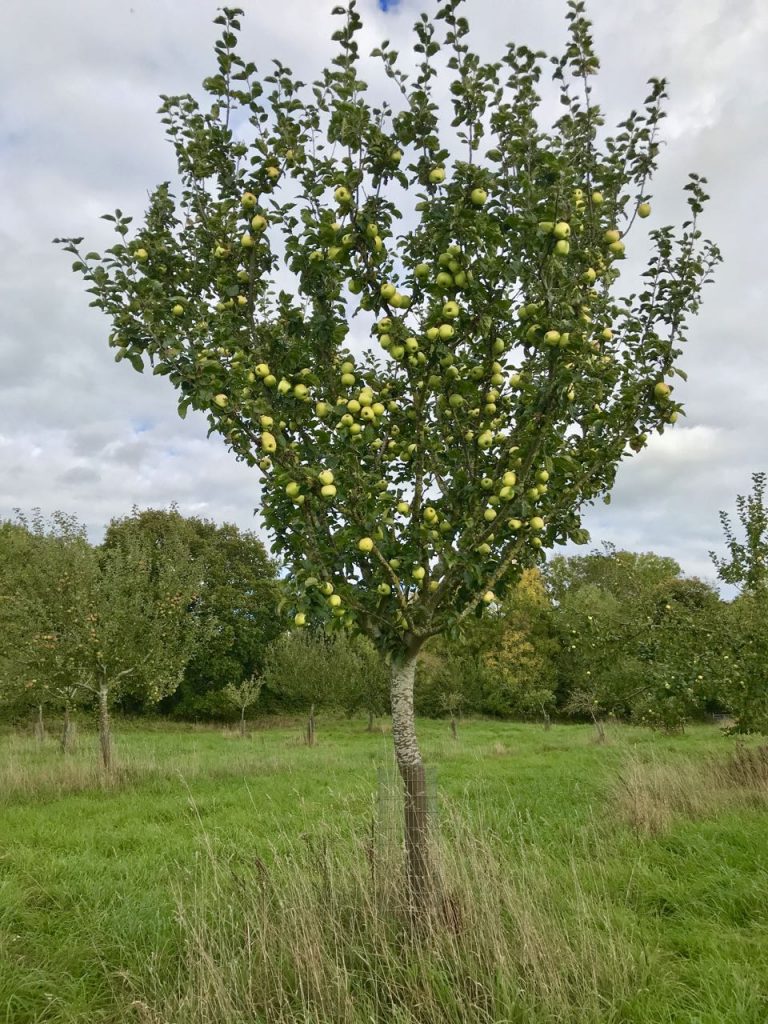 Discover Gloucestershire Heritage Apples Severn Bites Breadmaking Classes