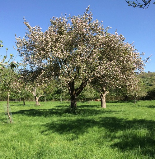 Gloucestershire apple blossom Days Cottage
