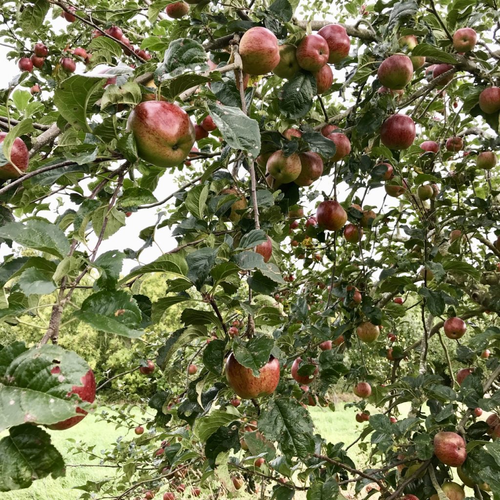 Apples on the tree back in autumn