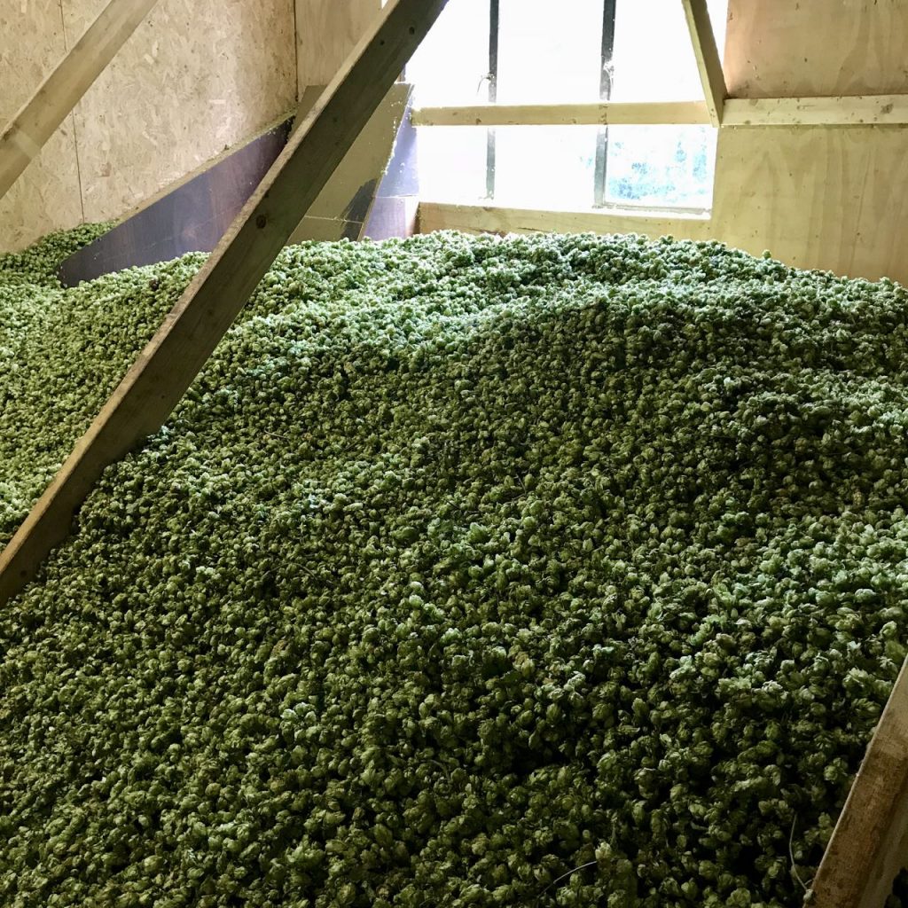 Conditioned hops ready for baling