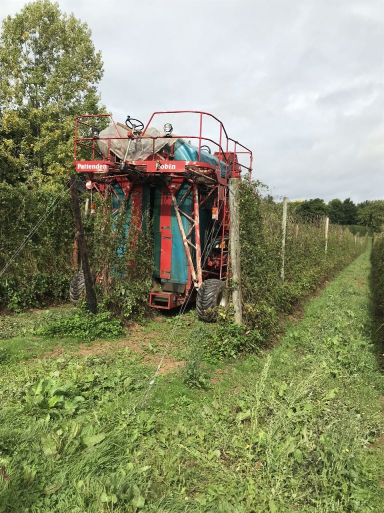 Lower growing hops are harvested by machine