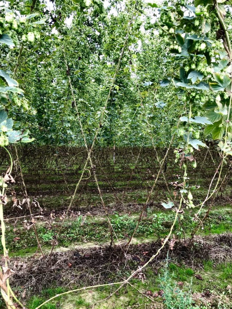 Looking through the rows of hops strung with coir rope