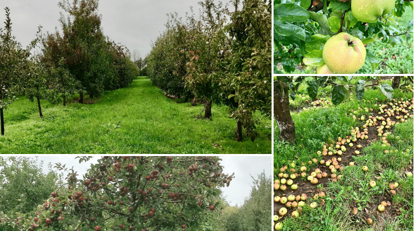 The exhibition orchard where 450 apple trees grow