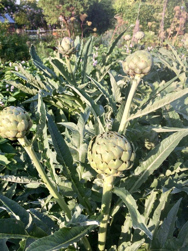 My artichoke plant is about 1.5 metres tall already