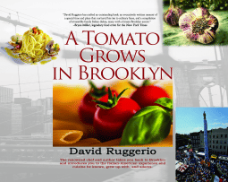 A tomato grows in Brooklyn